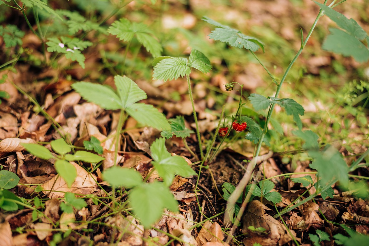 wilde Walderbeeren