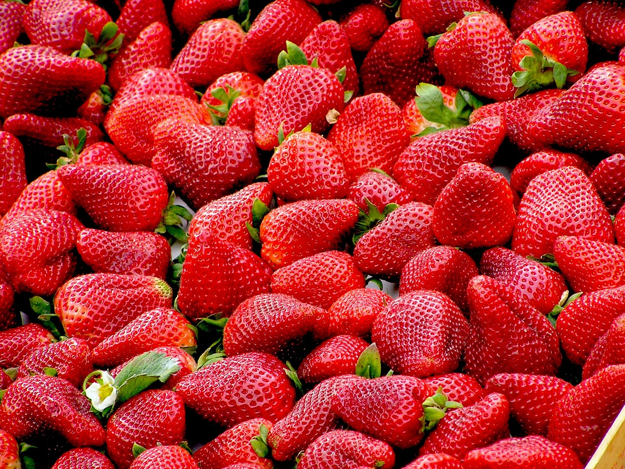 Fertilising, Pruning & Overwintering Strawberries: Tips for Care