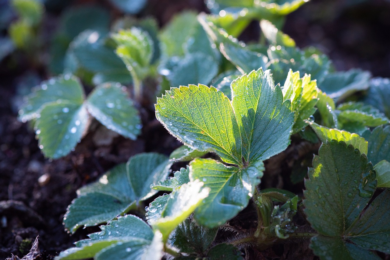 Strawberries in a sunny location