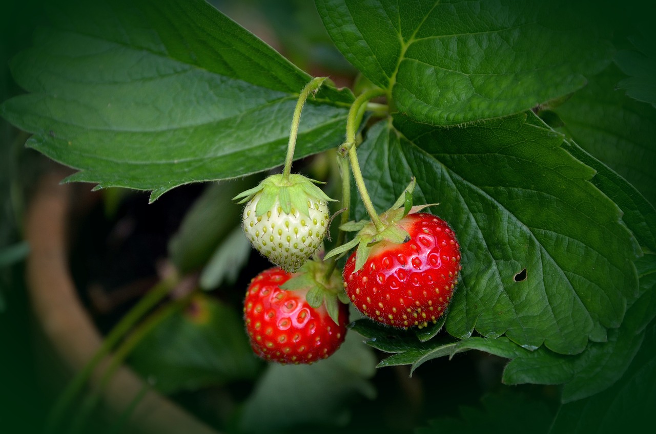 Strawberries in a pot