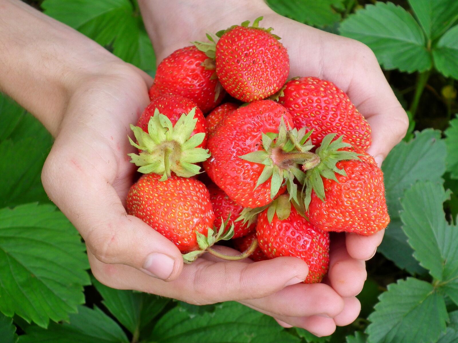 Garden strawberries