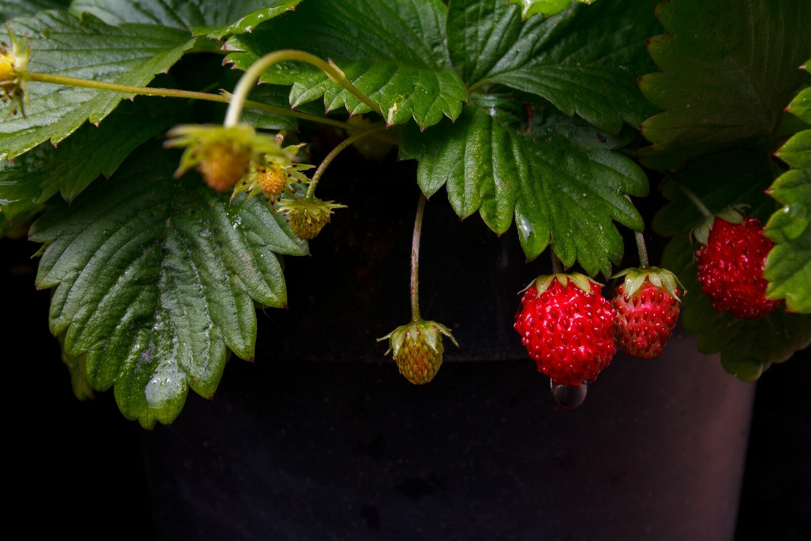 Strawberry Types: List of Best Strawberry Varieties