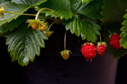 Strawberry Types: List of Best Strawberry Varieties