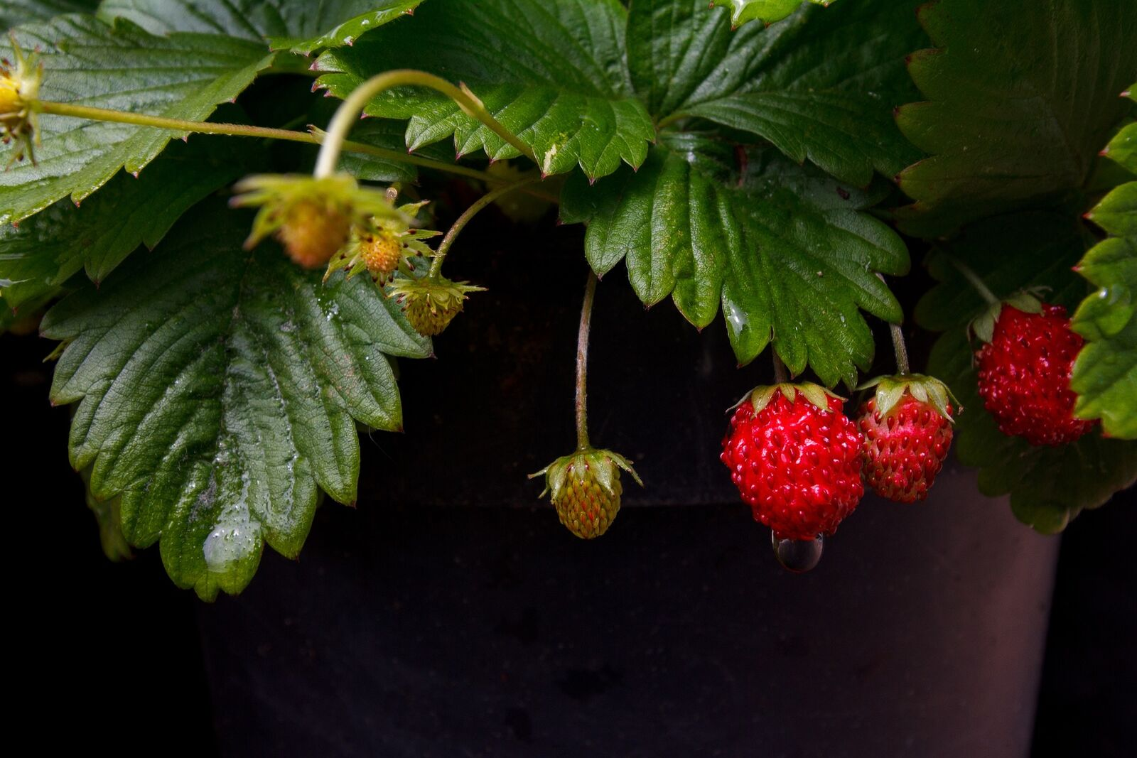 Strawberry Types: List of Best Strawberry Varieties