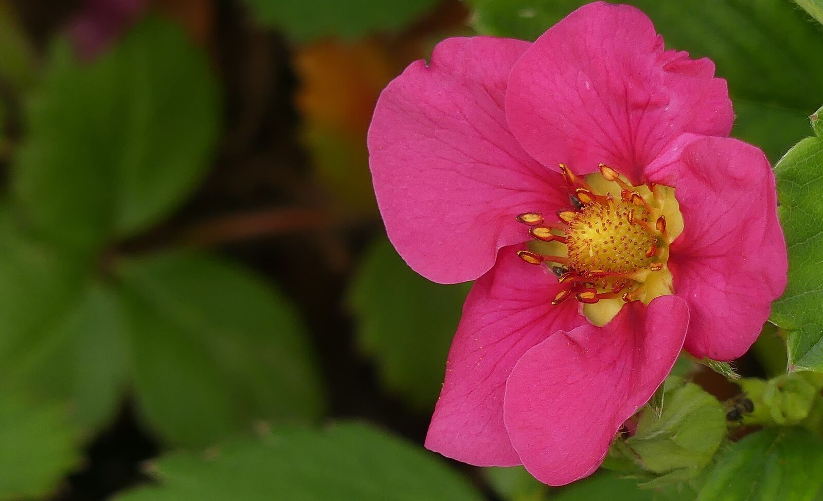 leuchtend rosane Erdbeerblüte