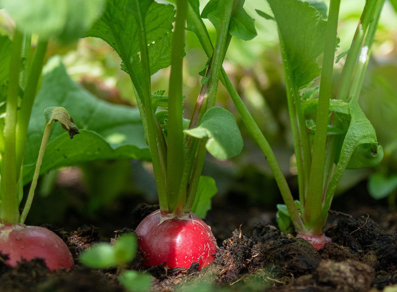 Radieschen im Beet