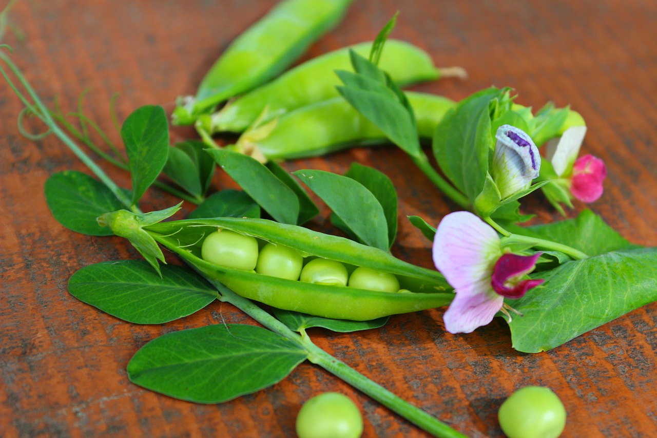 Freshly harvested ripe peas