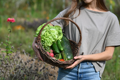 Yield calculator for vegetables: calculate area requirements and harvest quantities