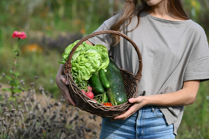 Yield Calculator for Vegetables: Calculate Area Requirements & Harvest Quantities