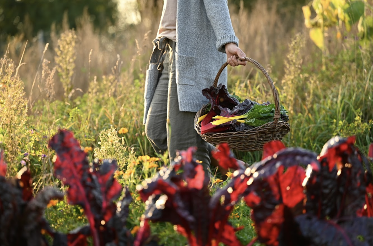 Vegetable harvest 