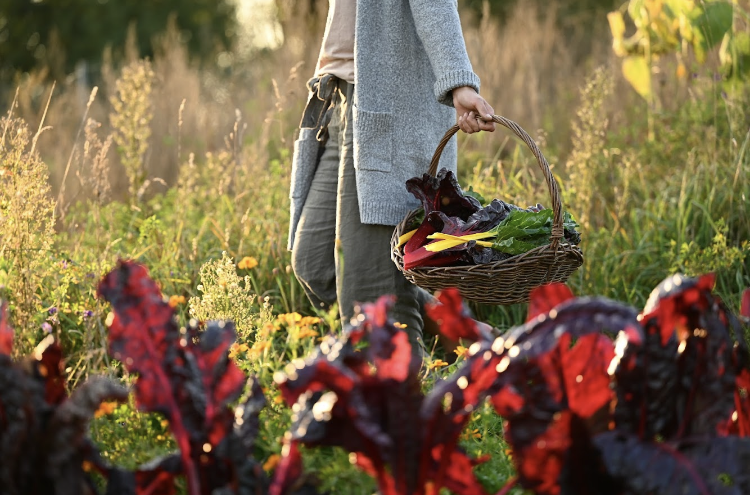 Vegetable harvest