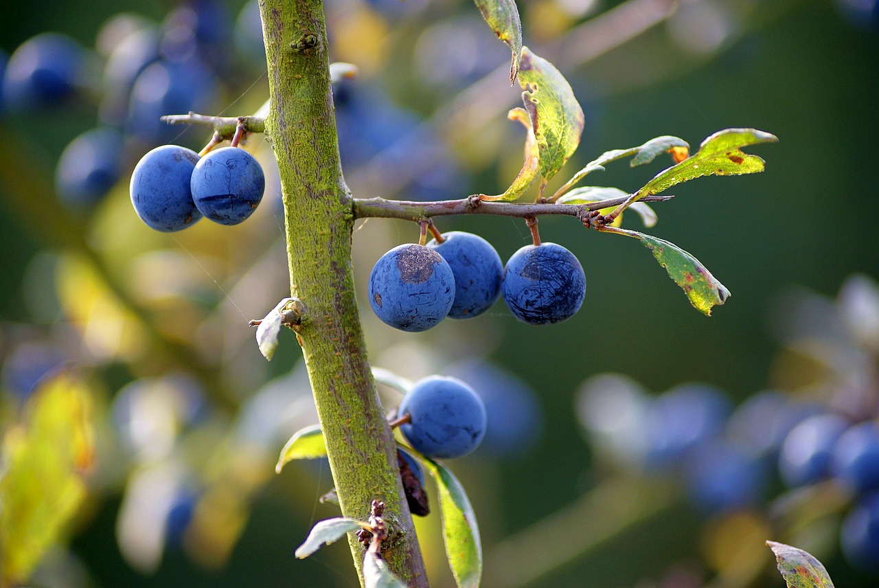 Sloe in the garden