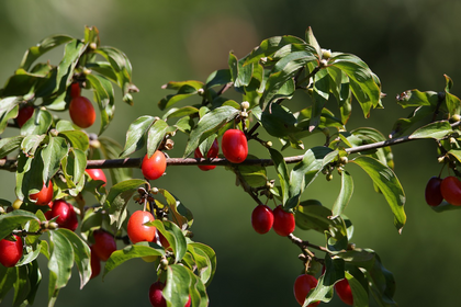 Edible Fruit Shrubs and Trees for the Garden