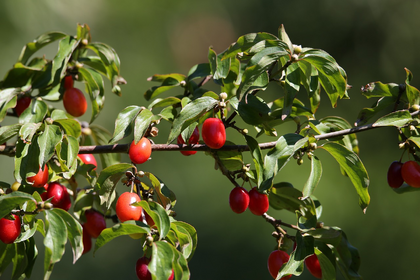 Edible Fruit Shrubs and Trees for the Garden