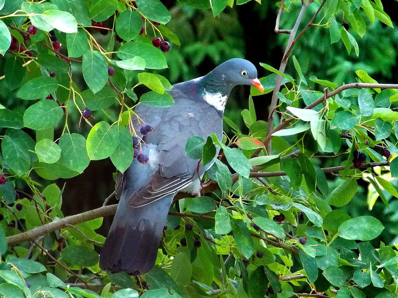 Pigeon in rock pear