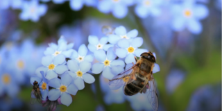 Climate Change & Biodiversity
