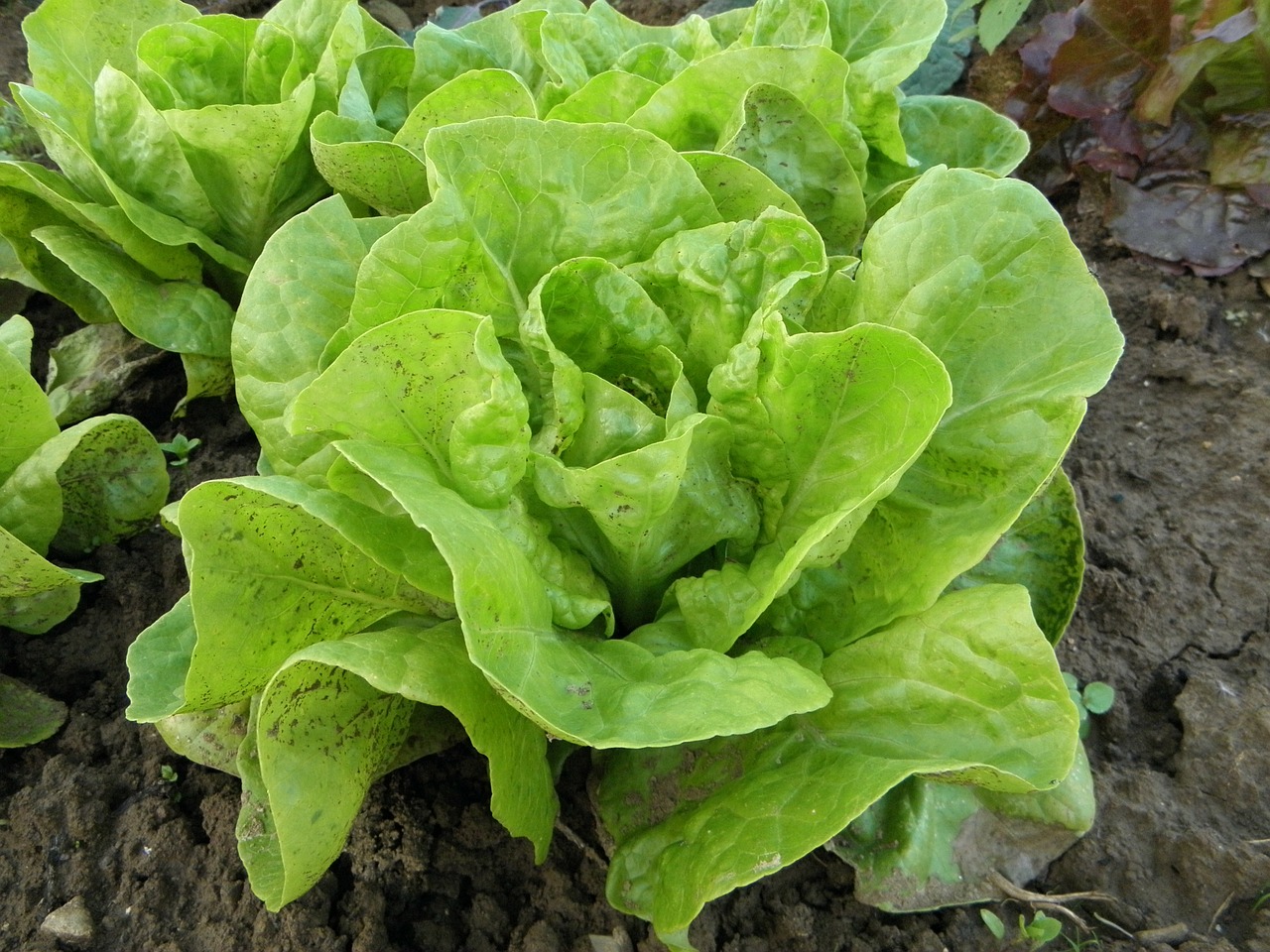 Kopfsalat 