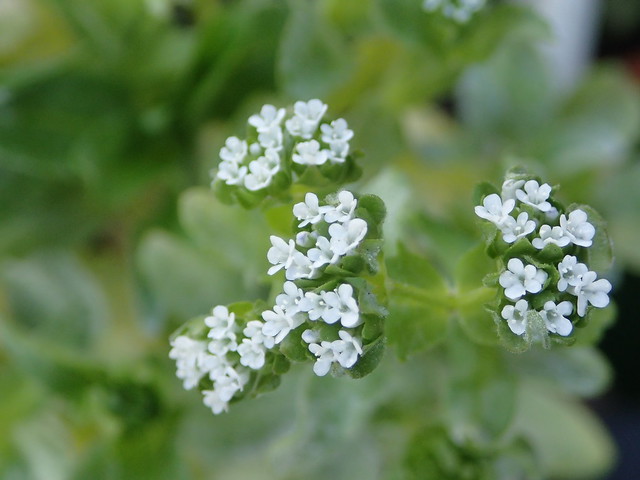 Blühender Feldsalat