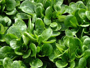 How to Grow Lamb’s Lettuce: Tips for Sowing & Companion Planting
