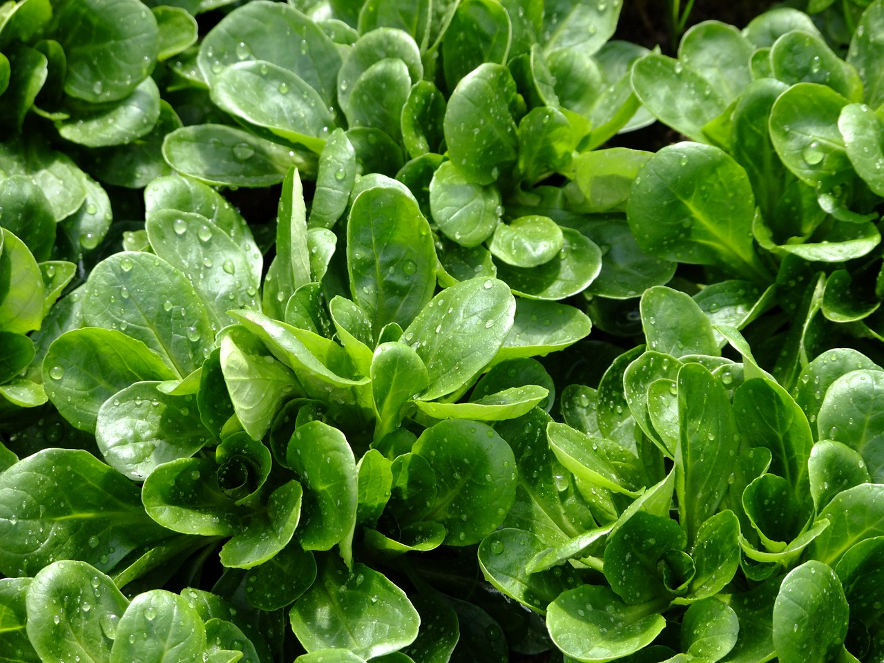 How to Grow Lamb’s Lettuce: Tips for Sowing & Companion Planting