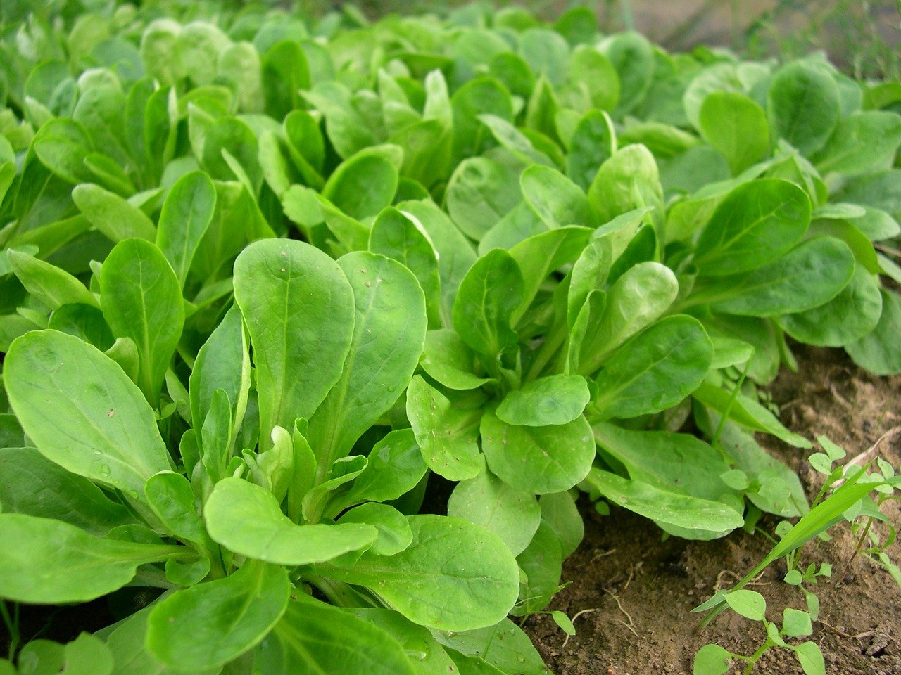 Vogerlsalat im Beet