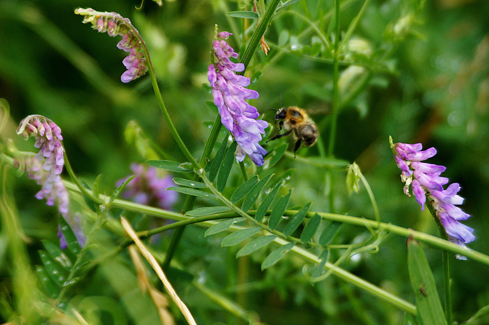 vetch as green manure
