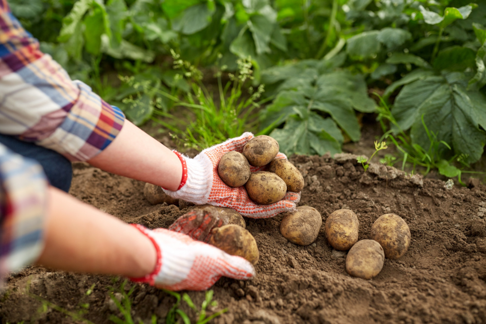 Crop rotation after potatoes