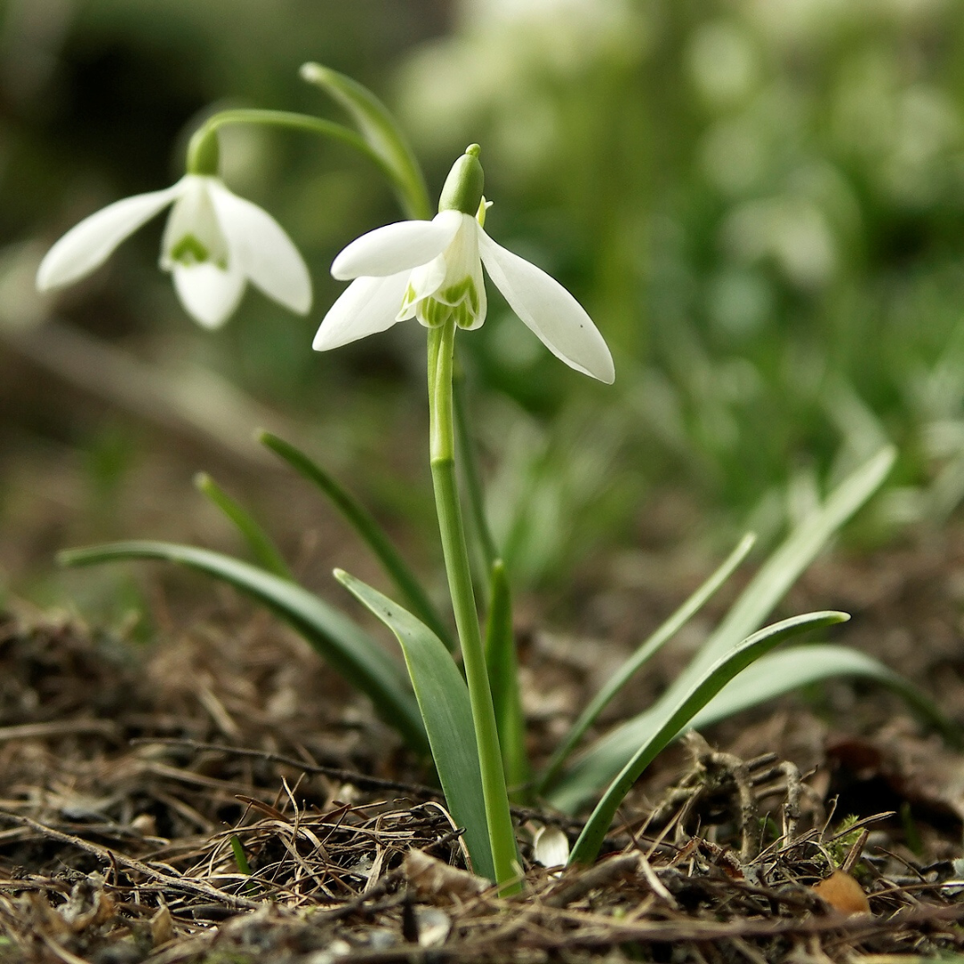 Blooming snowdrop