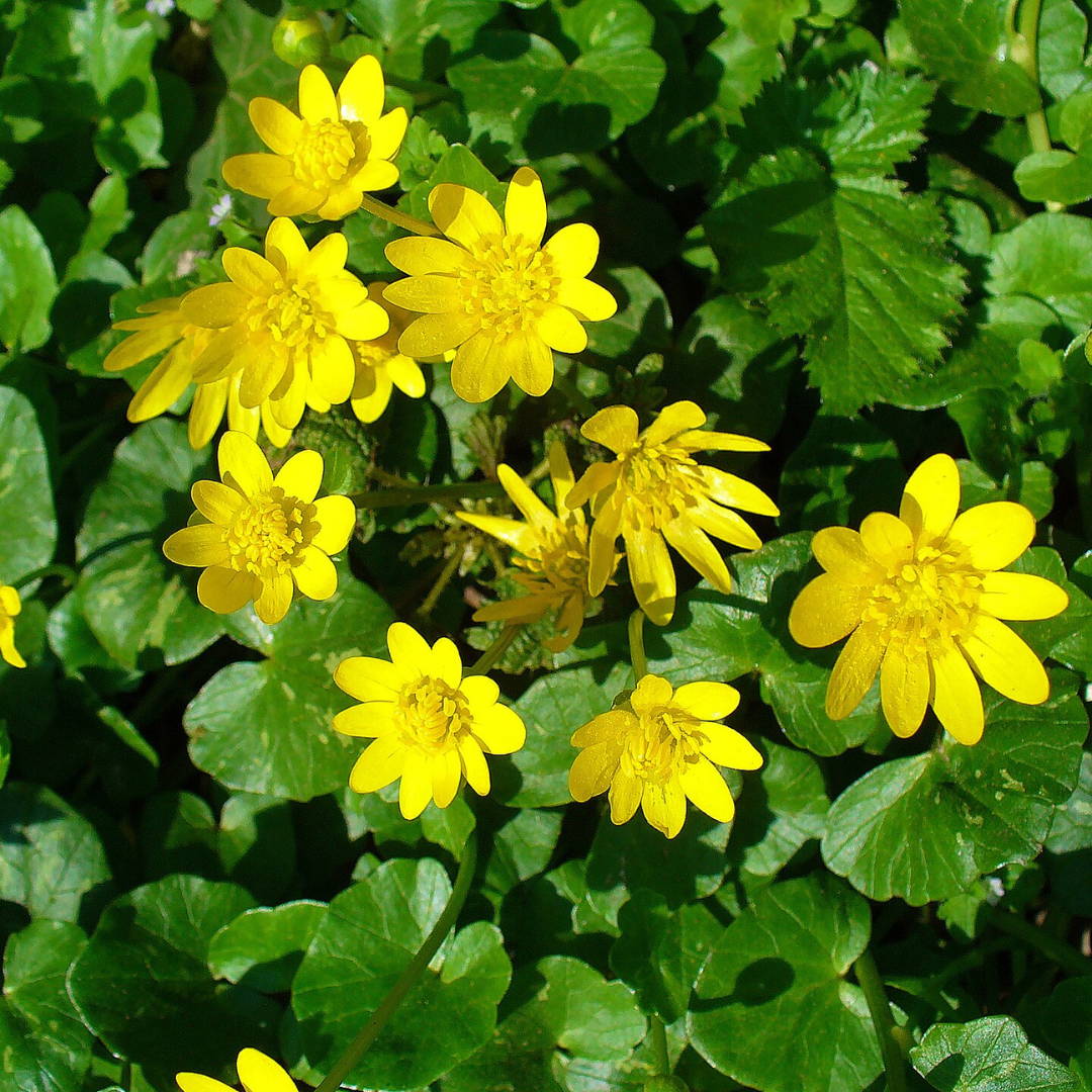 Blooming lesser celandine
