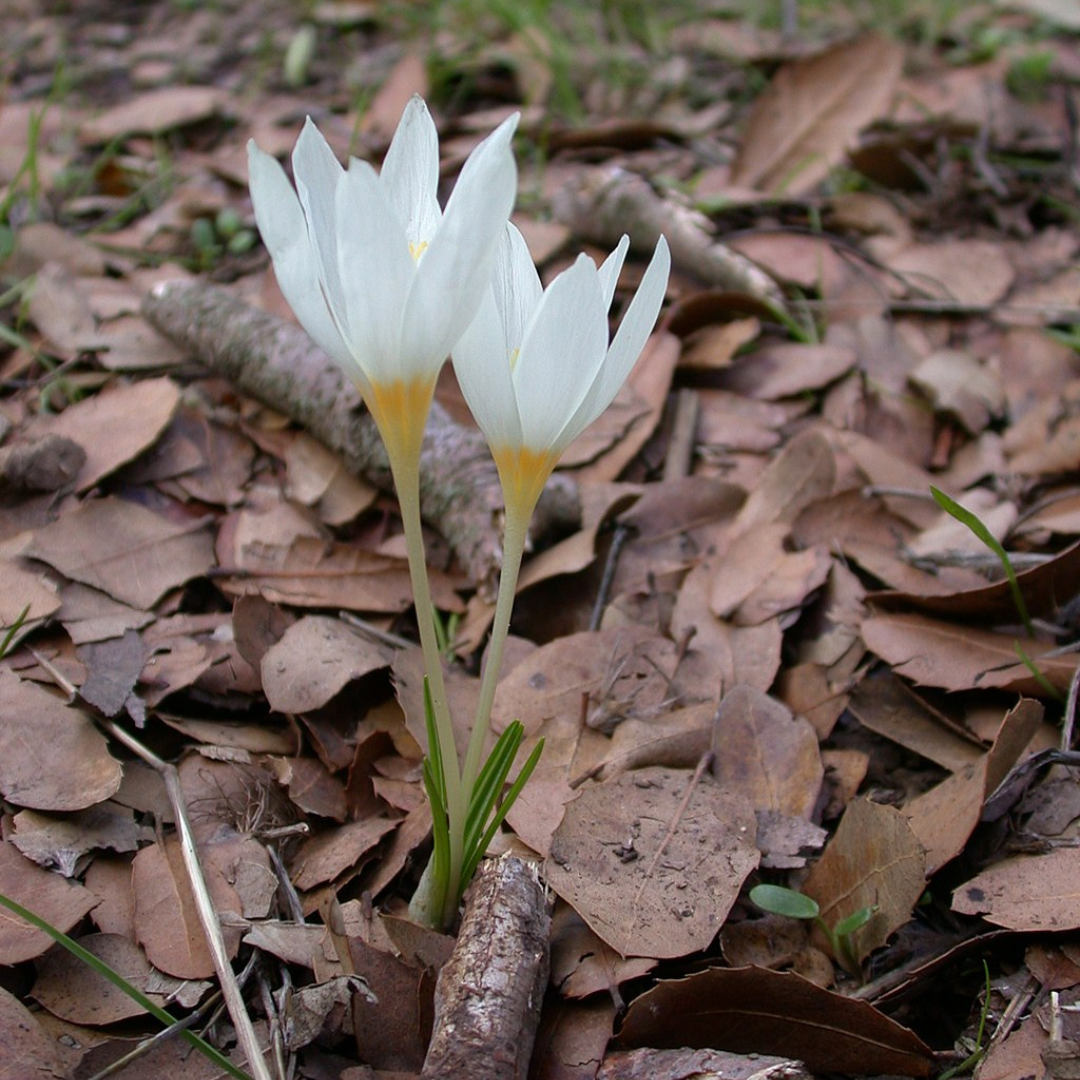 Blooming Crocus
