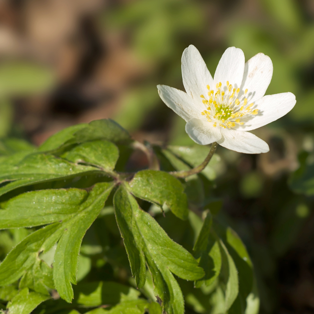Wood anemone flowering