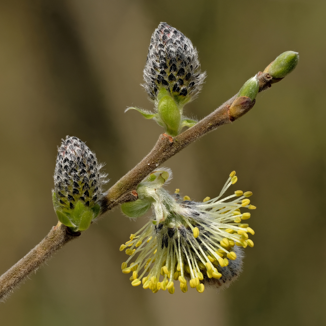 Blooming goat willow
