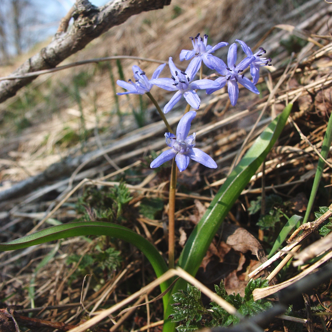 Blausterne in der Blüte