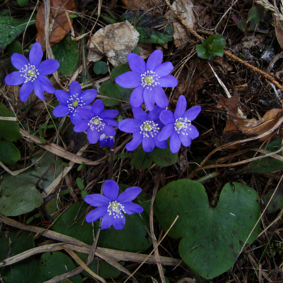 Leberblümchen in der Blüte