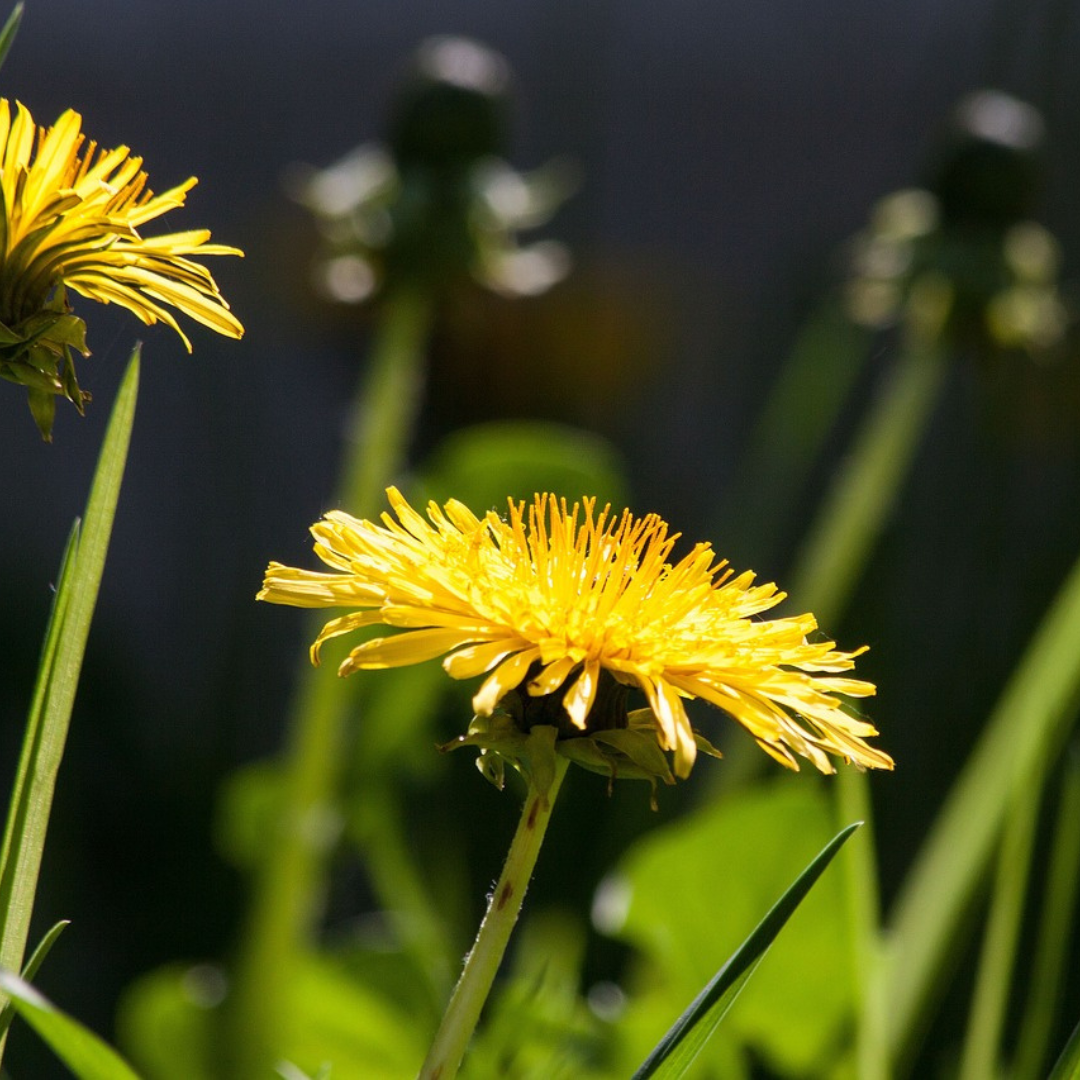 Löwenzahn-Blüte