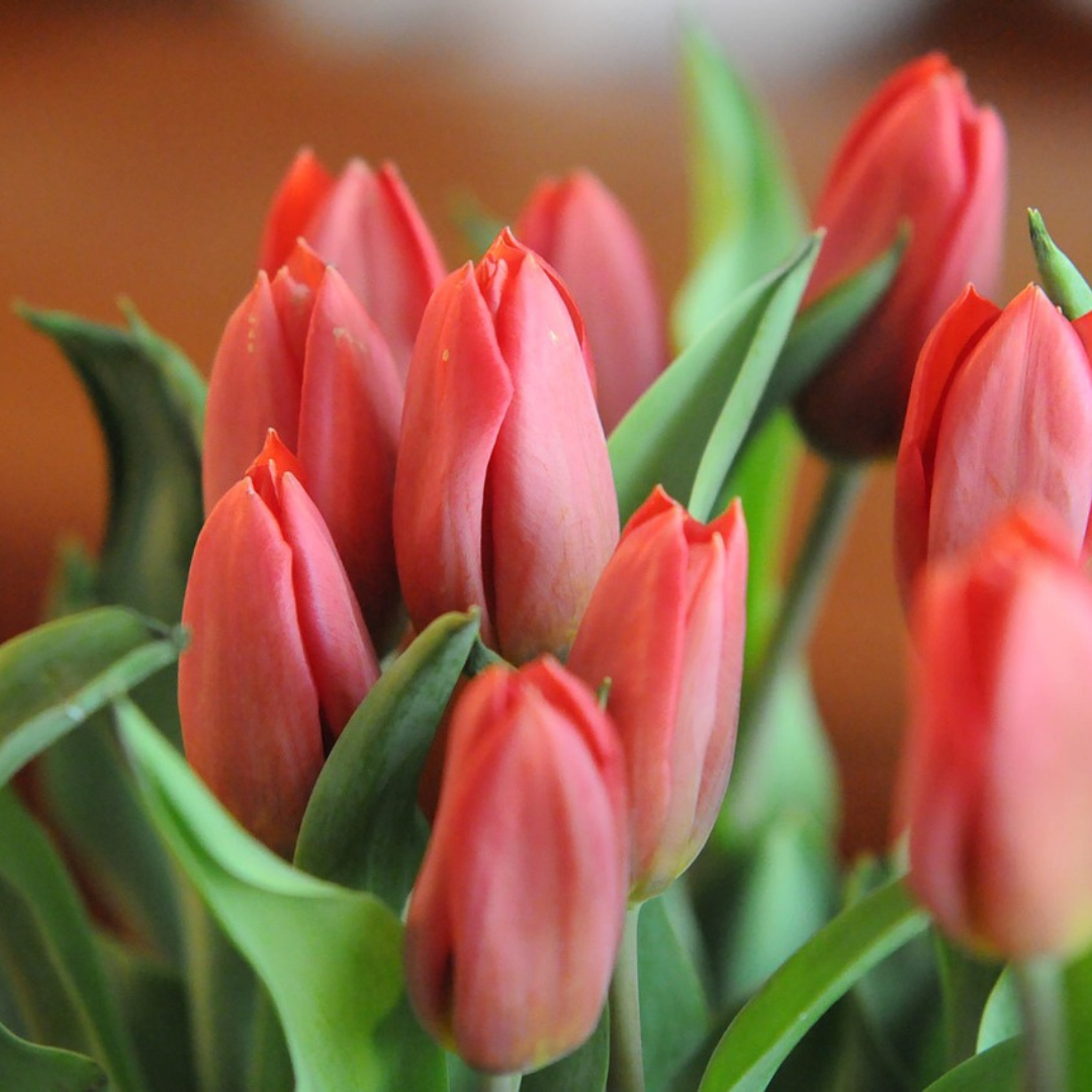 Tulpe