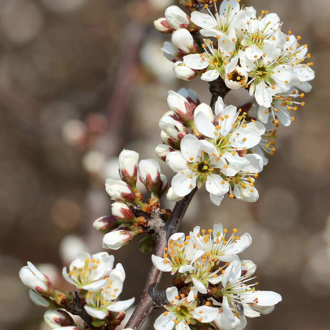 blackthorn blooming