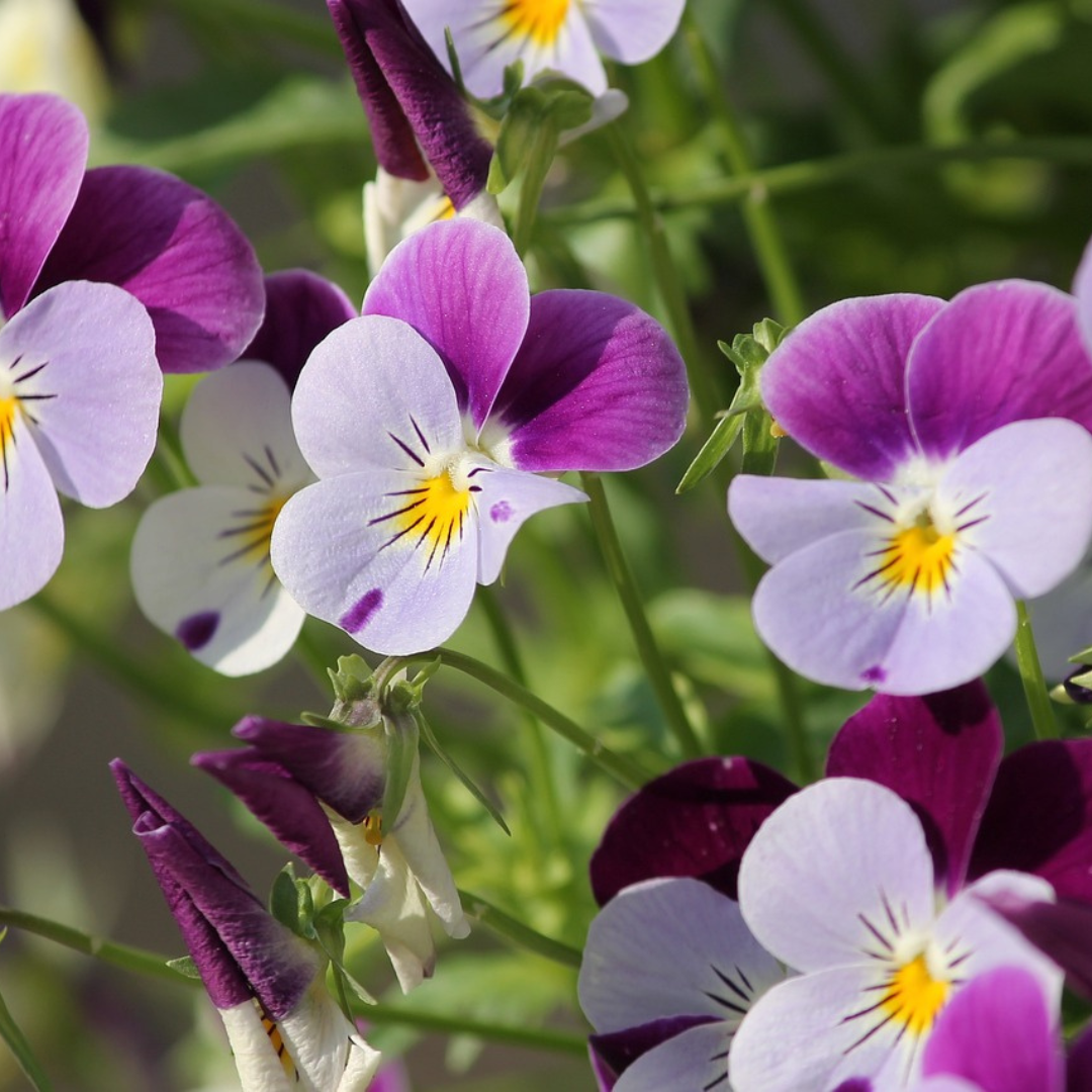 blooming violets