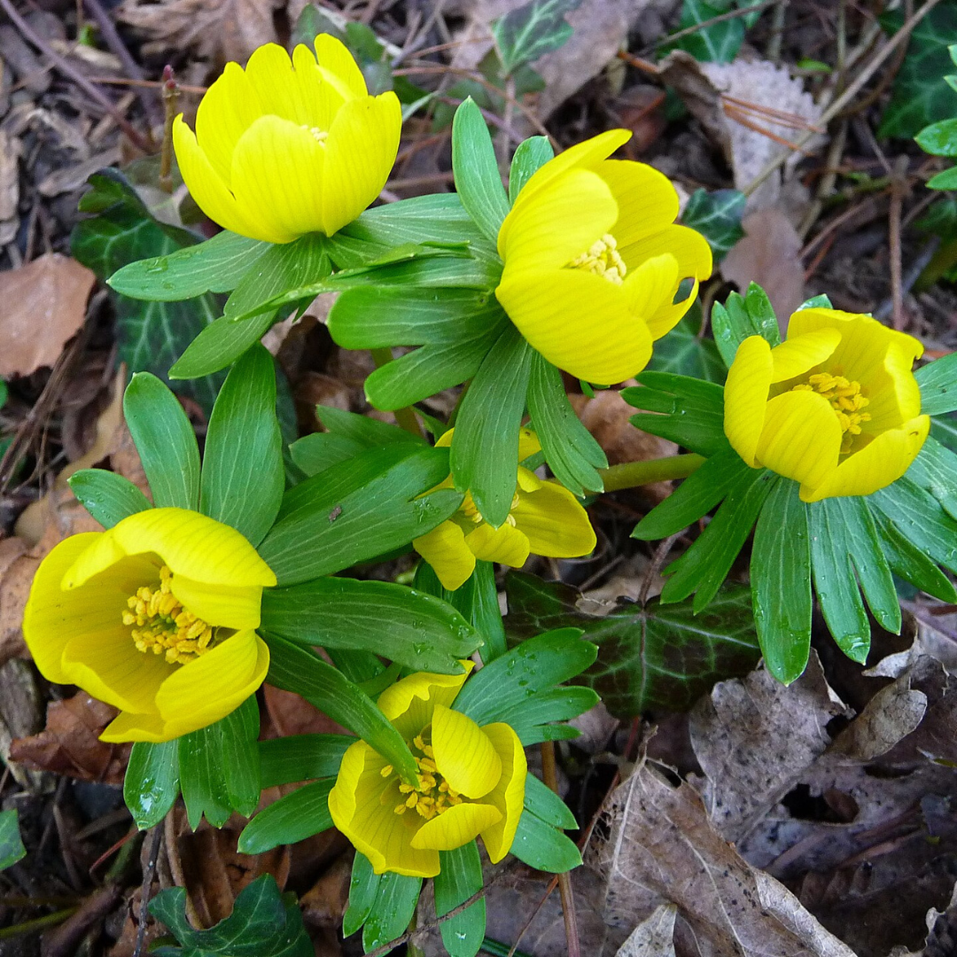 Blooming winter aconite