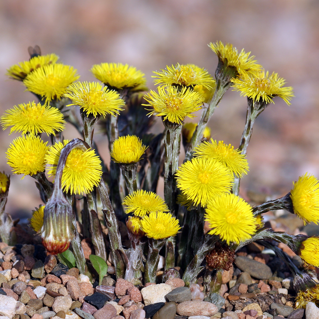 Blooming Coltsfoot