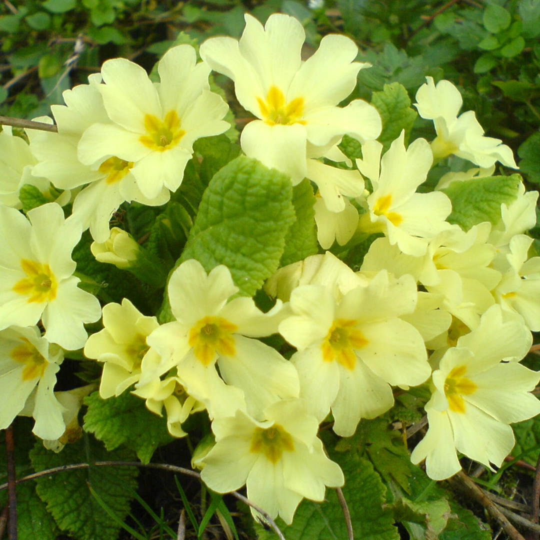 Yellow blooming primroses