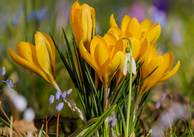 Frühblüher: Frühlingsblumen im Garten