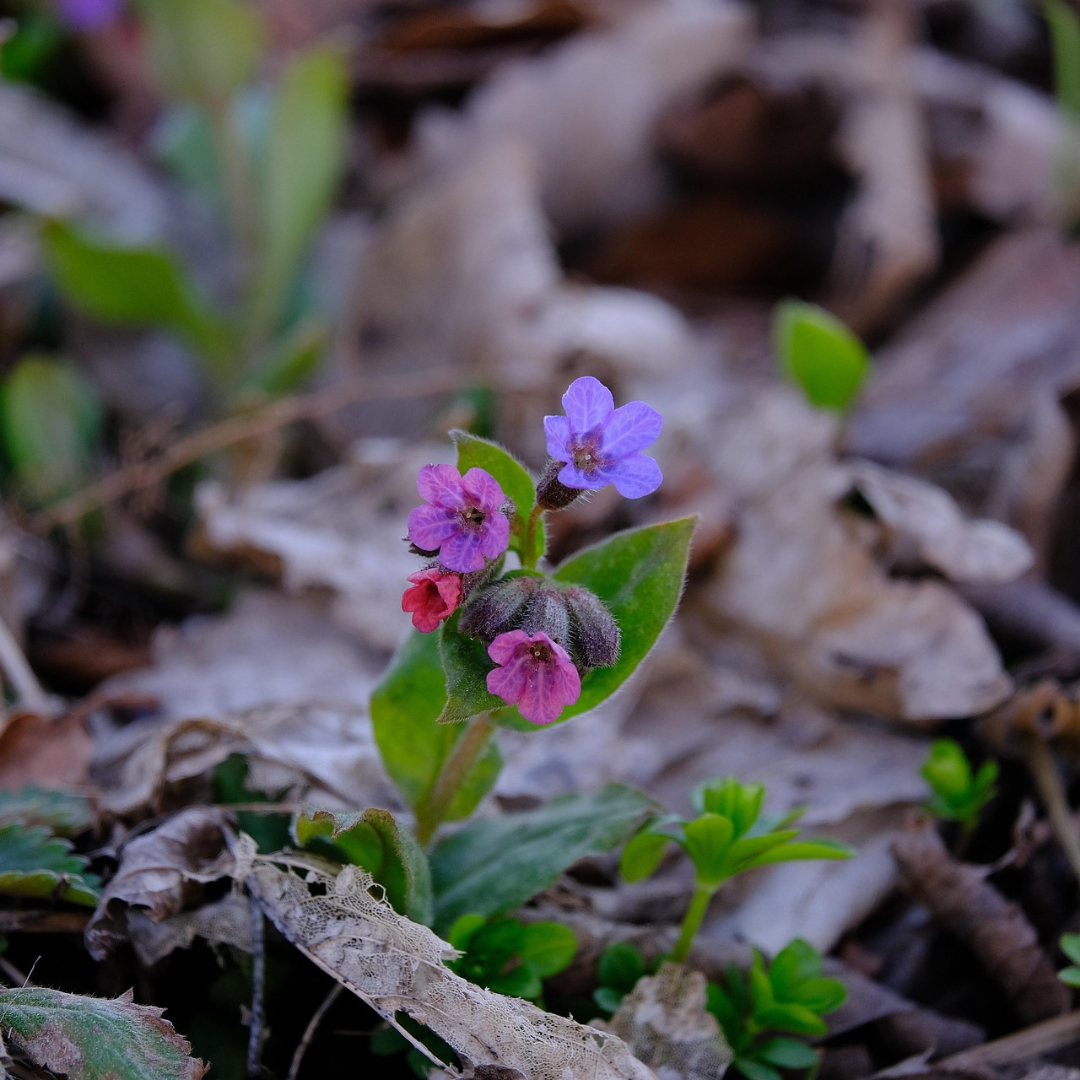 Blooming lungwort (Pulmonaria officinalis) 