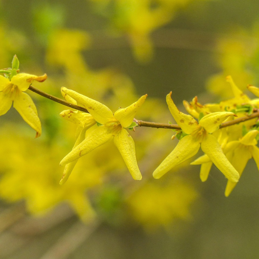 Forsythien in der Blüte