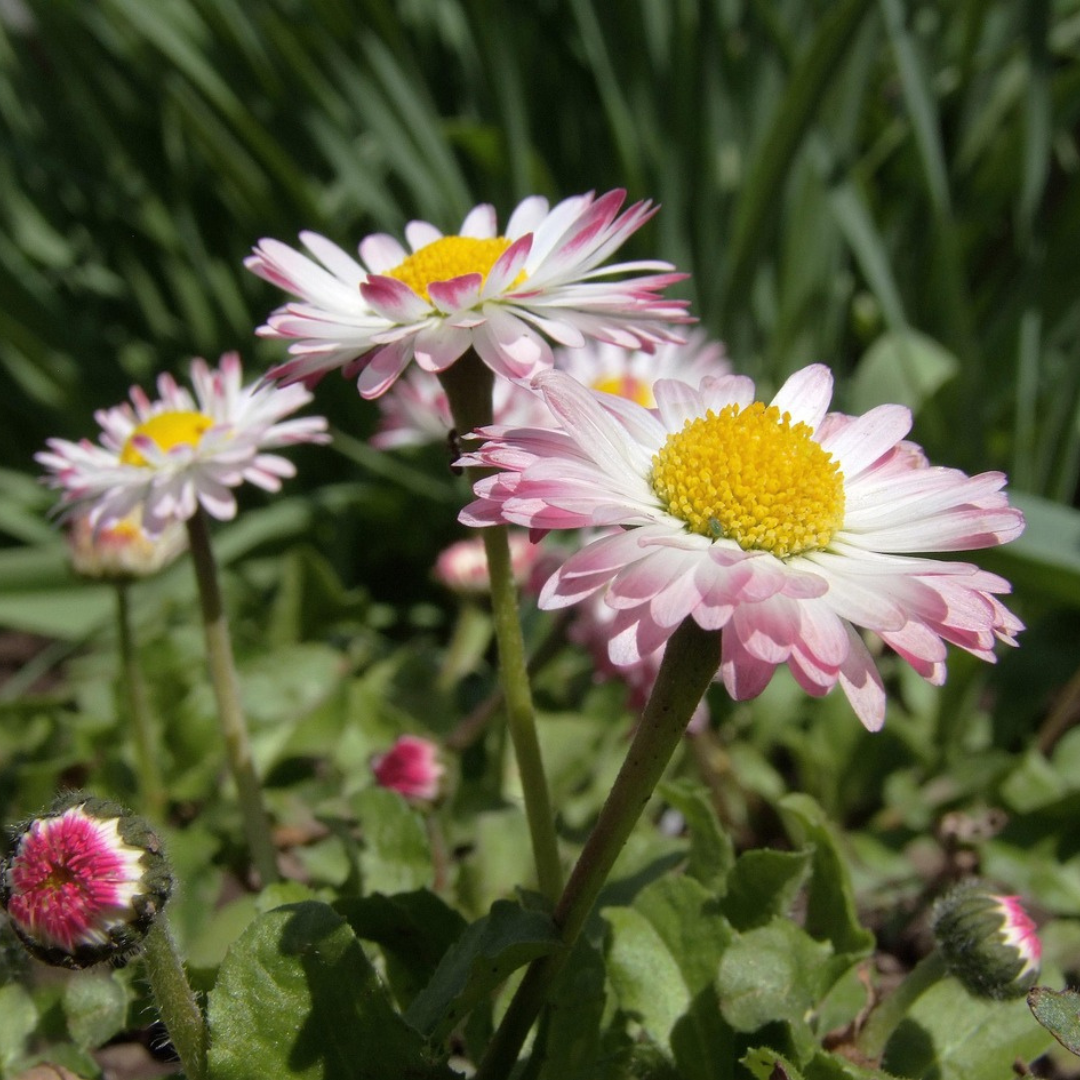 Gänseblümchen mit Blüten