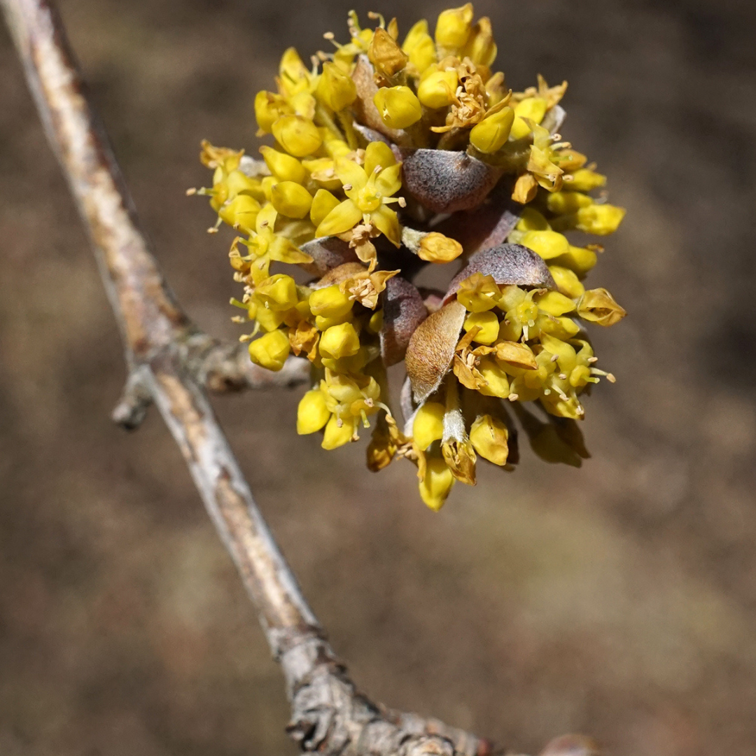 Wilde Kornelkirsche in der Blüte