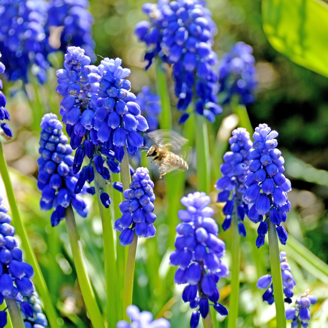 Traubenhyazinthe in der Blüte