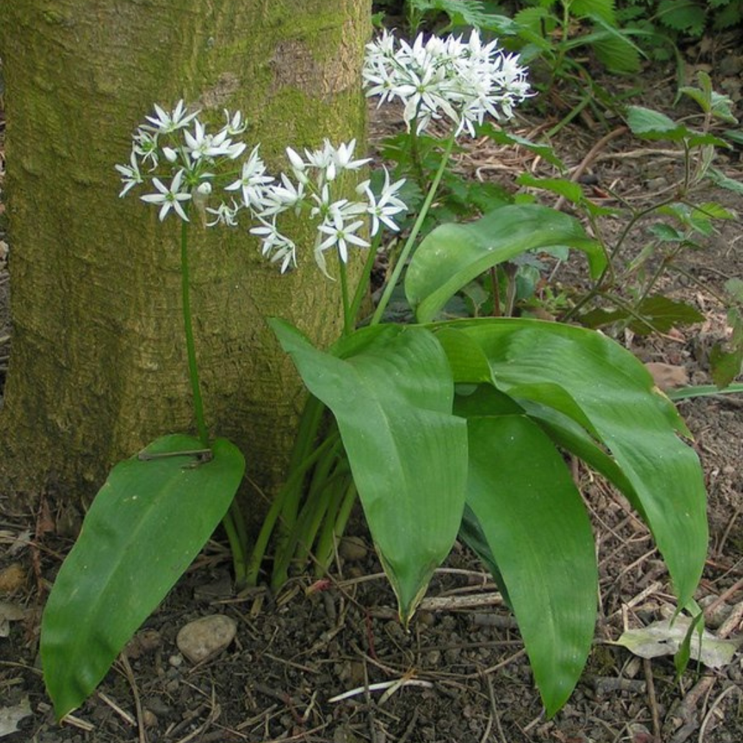 Blooming wild garlic