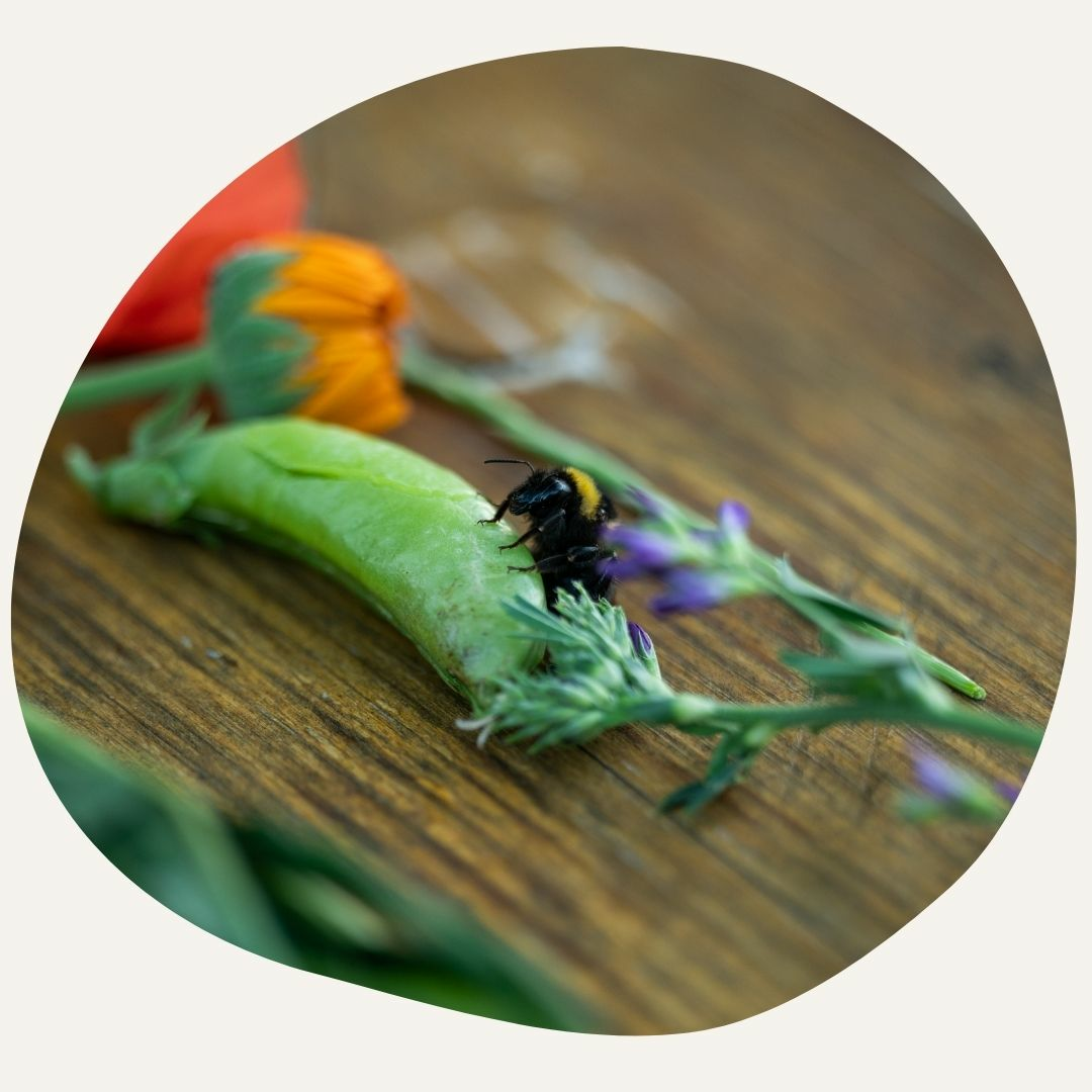 Artenvielfalt und biologische Diversität