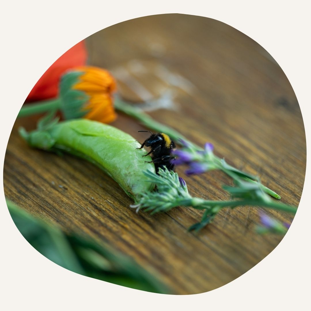 Biodiversity and biological diversity